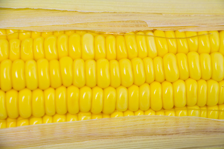 Fresh Yellow Organic Asia Corn isolatedの写真素材