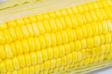 Fresh Yellow Organic Asia Corn isolatedの写真素材