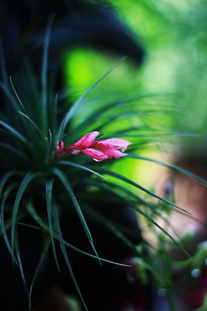 The colorful flowers of pineapple beautifully の写真素材