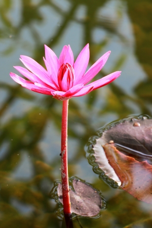 a lotus of pink is blooming in the morningの写真素材