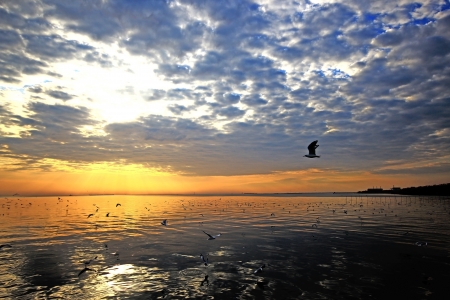 Sunset on the beach with a flock of seagulls.の写真素材