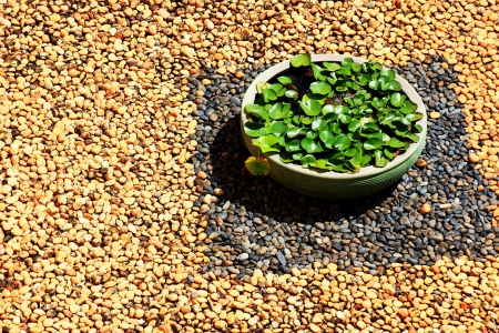 Basin with the lotus amid small stones の写真素材
