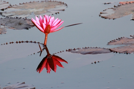a lotus of pink in the morningの写真素材