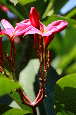 Red frangipani の写真素材