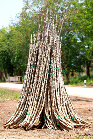  The Cassava tree captured the harness is to wait for salesの写真素材