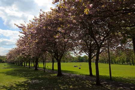 EDINBURGH â May 2010. The first nice spring day in year. Blossom Cherry trees in the Meadows Park.. May 18 2010 in Edinburgh. Scotland. UK.のeditorial素材