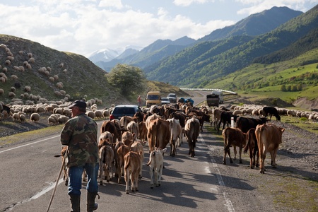GEORGIAN MILITARY HIGHWAY â MAY 26. Traffic blocked by herd crossing Georgian military Highway.May 26, 2010 on Georgian military Highway near Pasanauri. Georgia.のeditorial素材