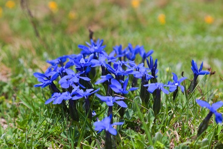 Wild flowers on alpine meadows near Mestia village. Upper Svaneti. Georgia.の写真素材