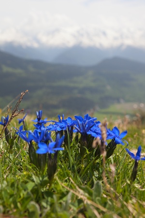 Wild flowers on alpine meadows near Mestia village. Upper Svaneti. Georgia.の写真素材