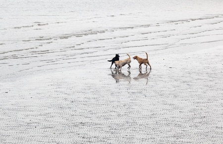 Tree dogs playing on the beach  Tai O  Hong Kong の写真素材