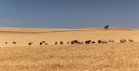 Cattle grazing on dry yellow meadow   South Australia  の写真素材