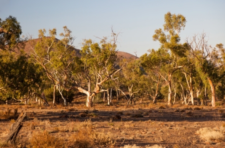 Eucalyptus on dry creek bed  Flinders Ranges  South Australia 