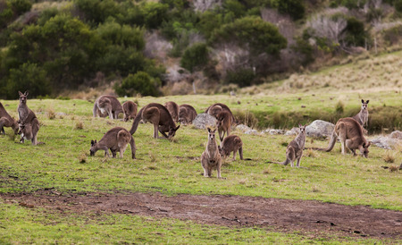 Kangaroos at sunset  Eurobodalla national park  NSW  Australiaの写真素材