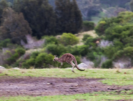 Kangaroos at sunset  Eurobodalla national park  NSW  Australiaの写真素材