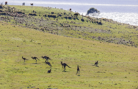 Hopping kangaroos  Bingie  near Morua    NSW  Australiaの写真素材