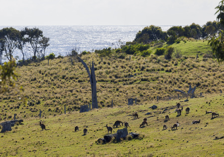 Kangaroos grazing  Bingie  near Morua    NSW  Australiaの写真素材