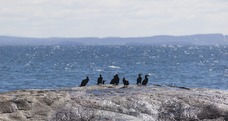 Flock of Albatrosses sit on rock at Bingi Bingi pount  Bingie  near Morua    NSW  Australiaの写真素材