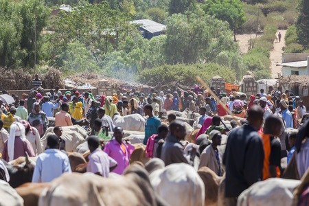 BABILE  ETHIOPIA - DECEMBER 23, 2013  Brahman bull, Zebu and other cattle for sale at one of the...
