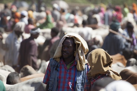 BABILE  ETHIOPIA - DECEMBER 23, 2013  Brahman bull, Zebu and other cattle for sale at one of the...
