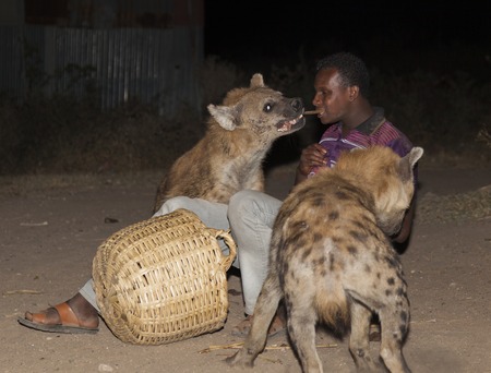 HARAR, ETHIOPIA - DECEMBER 23, 2013  An unidentified man feeds spotted hyenas  crocuta crocuta  in ancient city of Jugol  Tradition that started some year ago still maintained today のeditorial素材