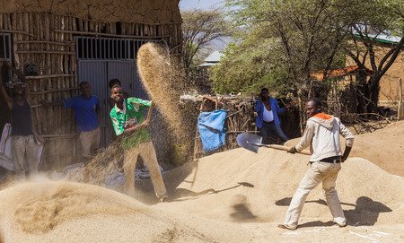 WEITA. OMO VALLEY. ETHIOPIA - DECEMBER 29, 2013: Unidentified men winnow crop with shovels on the wind. Tribes of Omo Valley still do their farming in traditional way.のeditorial素材