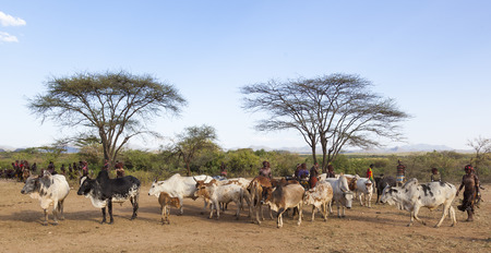 TURMI, OMO VALLEY, ETHIOPIA - DECEMBER 30, 2013: Unidentified people prepare bulls for bull jumping ceremony.  Jumping of the bull is a rite of passage into manhood in some Omo Valley tribes.のeditorial素材