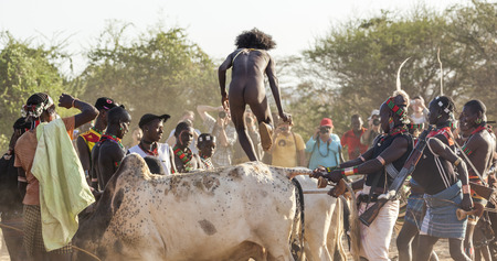 TURMI, OMO VALLEY, ETHIOPIA - DECEMBER 30, 2013: Unidentified young man jumps of the bulls.  Bull Jumping ceremony is a rite of passage into manhood in some Omo Valley tribes.のeditorial素材
