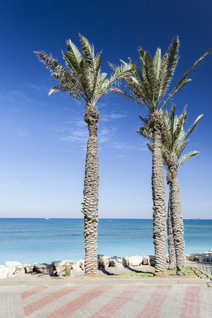 Palm trees and paving of Bat Galim promenade. Galshanim beach. Haifa. Israel.の写真素材