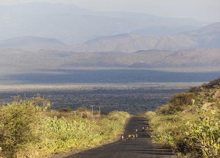 OMO VALLEY. ETHIOPIA - JANUARY 2, 2014: Unidentified herders on highway in the evening.