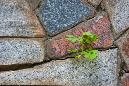 Stone wall background with green plant celandine macroの写真素材