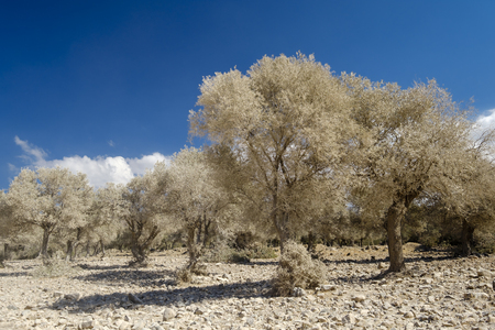 blue sky with white trees They are full of road dustの写真素材