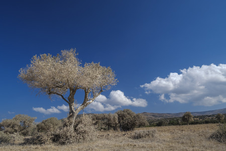 blue sky with white tree that's full of road dustの写真素材