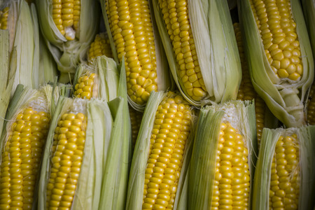 corn with leaves close upの写真素材