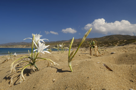 white flower on the beach and a blue sky, pancratium maritimumの写真素材