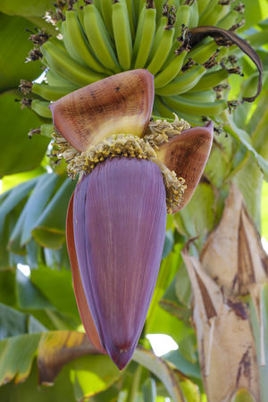 hanging banana flower close upの写真素材