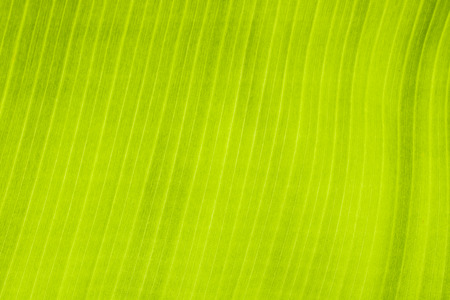 A close up of banana leaf textureの写真素材