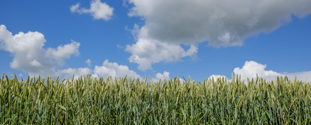 field with wheat against a blue sky and white clouds on a summer dayの写真素材