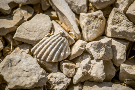 shell fossil between small stones and rocksの写真素材