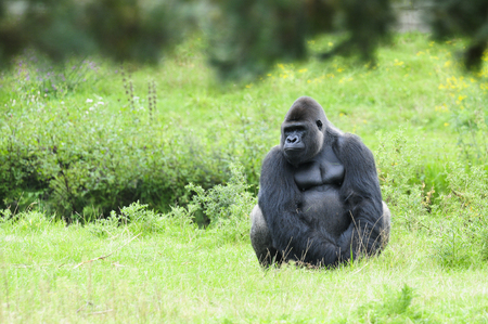 gorilla sits quietly on the grass and looks gloomyの写真素材