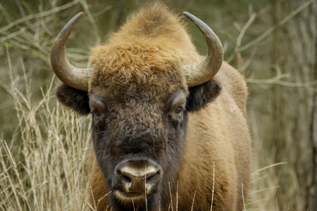 a wisent The European bison stands in the natural park of the Maashorst, Netherlandsの写真素材