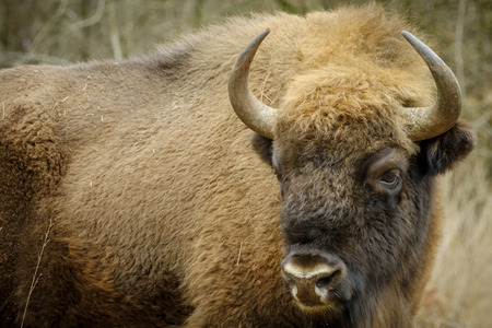 a wisent The European bison stands in the natural park of the Maashorst, Netherlandsの写真素材