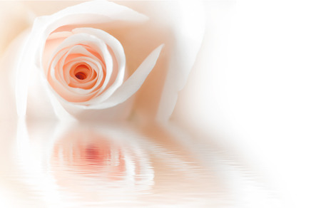 Pink rose with water refelctionの写真素材