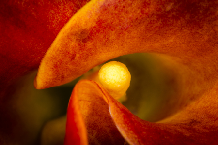 close up from the hart of the Zantedeschia aethiopicaの写真素材