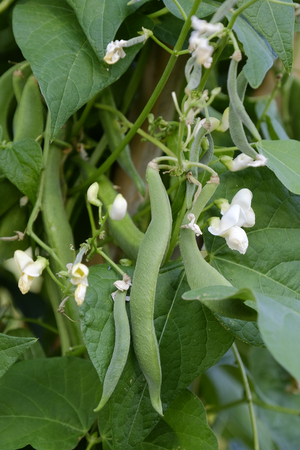 fresh still to pick beans hanging on a bean plantの写真素材