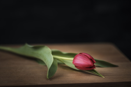 red tulip lies on a wooden board against a black backgroundの写真素材