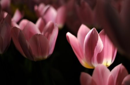field pink white tulips blooming in flowerpark the keukenhof, Lisse, The Netherlandsの写真素材