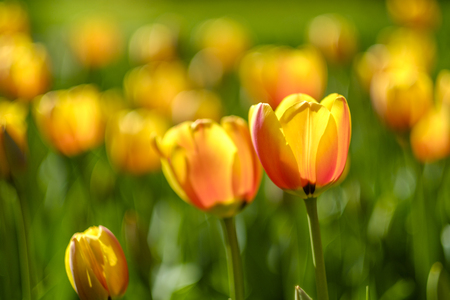 field of yellow red tulips blooming in flowerpark the keukenhof, Lisse, The Netherlandsの写真素材