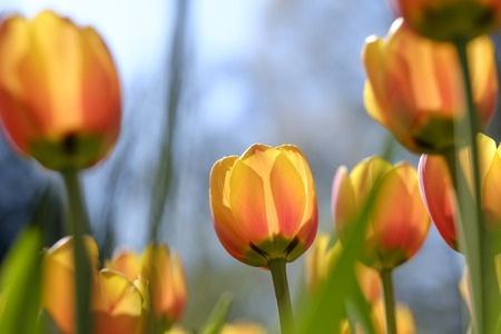 field of yellow red tulips blooming in flowerpark the keukenhof, Lisse, The Netherlandsの写真素材