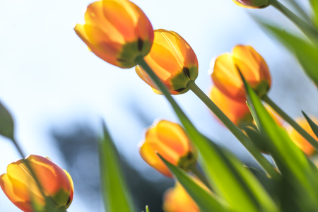 field of yellow red tulips blooming in flowerpark the keukenhof, Lisse, The Netherlandsの写真素材