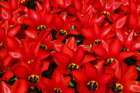 field of red tulips blooming in flowerpark the keukenhof, Lisse, The Netherlandsの写真素材